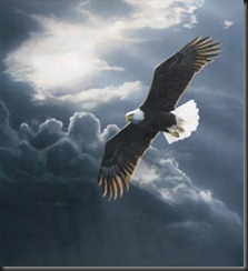 aguia-voando_2_thumb